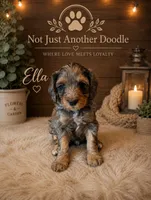 Ella, a female Bernedoodle for sale in Lone Grove, OK – 1 of 3