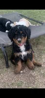 Rhett, a male Bernedoodle for sale in Lone Grove, OK – 3 of 5