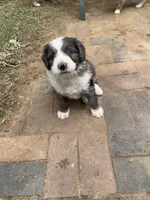 Finn, a male Bernedoodle for sale in Lone Grove, OK – 6 of 6