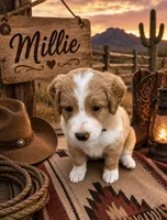 Millie, a female Bernedoodle for sale in Lone Grove, OK – 1 of 5