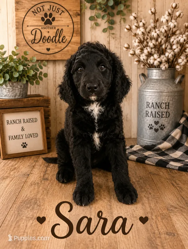 Sara – Bernedoodle puppy for sale in Lone Grove, OK