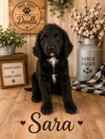 Sara, a female Bernedoodle for sale in Lone Grove, OK – 1 of 1