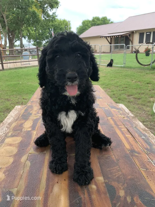 Annie – Bernedoodle puppy for sale in Lone Grove, OK