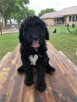 Annie, a female Bernedoodle for sale in Lone Grove, OK – 1 of 1