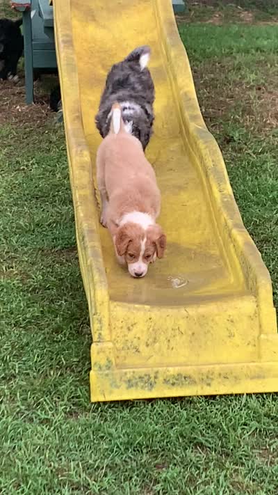 Millie, a female Bernedoodle for sale in Lone Grove, OK – 5 of 5