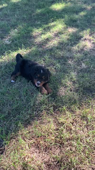 Rhett, a male Bernedoodle for sale in Lone Grove, OK – 5 of 5