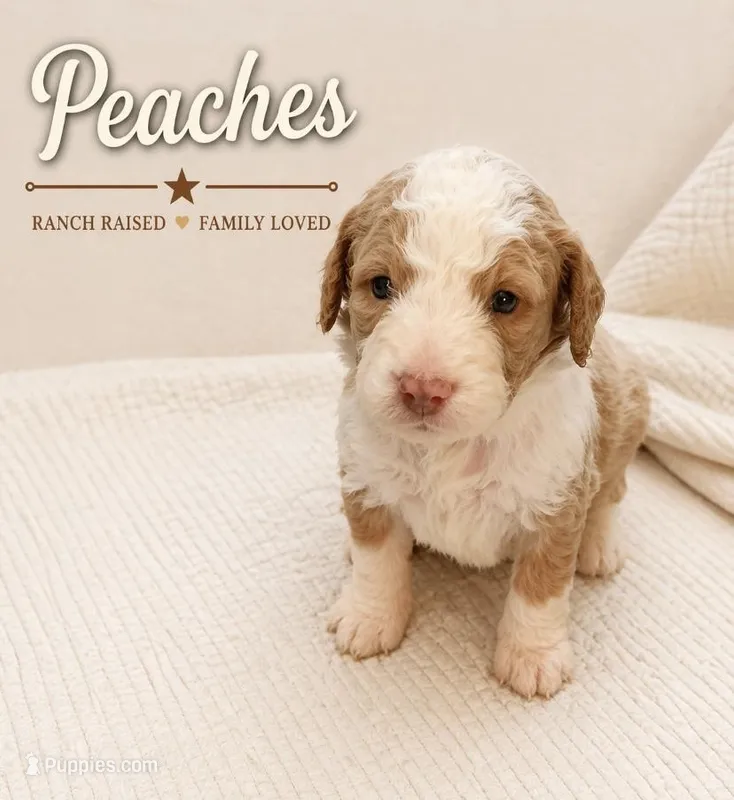 Peaches  – Bernedoodle puppy for sale in Lone Grove, OK