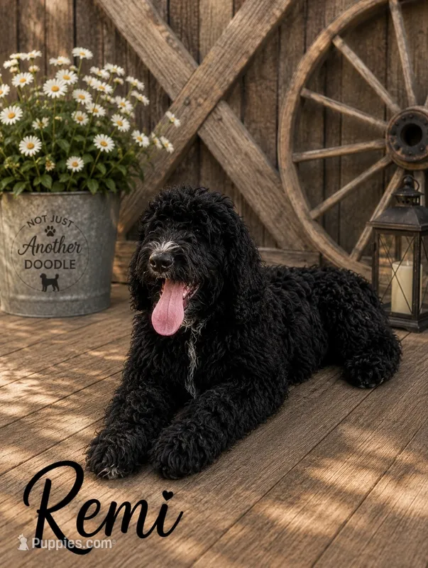 Remi – Bernedoodle puppy for sale in Lone Grove, OK