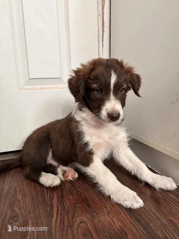 Thunder – Border Collie puppy for sale in Apache Junction, AZ