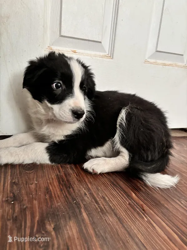 Zack – Border Collie puppy for sale in Apache Junction, AZ