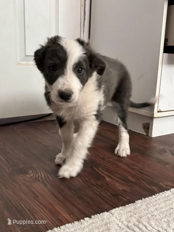 Dusty – Border Collie puppy for sale in Apache Junction, AZ