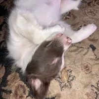 Scheana, a female Border Collie for sale in Apache Junction, AZ – Photo 6 of 10