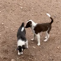 Scheana, a female Border Collie for sale in Apache Junction, AZ – Photo 4 of 10