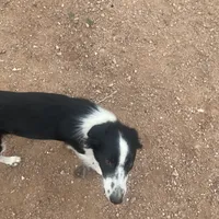 Scheana, a female Border Collie for sale in Apache Junction, AZ – Photo 9 of 10