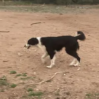 Scheana, a female Border Collie for sale in Apache Junction, AZ – Photo 7 of 10