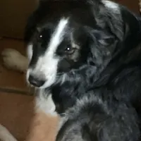 Scheana, a female Border Collie for sale in Apache Junction, AZ – Photo 10 of 10