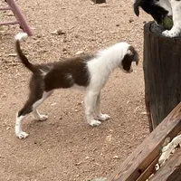Scheana, a female Border Collie for sale in Apache Junction, AZ – Photo 5 of 10