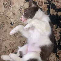 Scheana, a female Border Collie for sale in Apache Junction, AZ – Photo 3 of 10