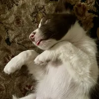 Scheana, a female Border Collie for sale in Apache Junction, AZ – Photo 2 of 10