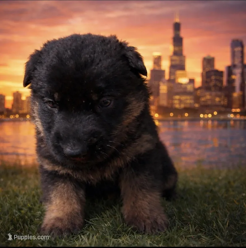 Free – German Shepherd Dog puppy for sale in Memphis, TN