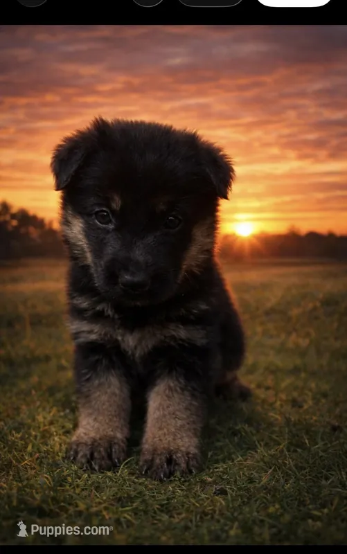 Coco  – German Shepherd Dog puppy for sale in Memphis, TN