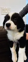 Caterpillar, a male Border Collie for sale in Gold Canyon, AZ – 4 of 4