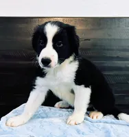 Domino, a male Border Collie for sale in Gold Canyon, AZ – 4 of 4