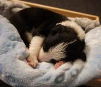 Domino, a male Border Collie for sale in Gold Canyon, AZ – 2 of 4