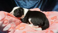 Bailey Junior, a female Border Collie for sale in Gold Canyon, AZ – 2 of 4