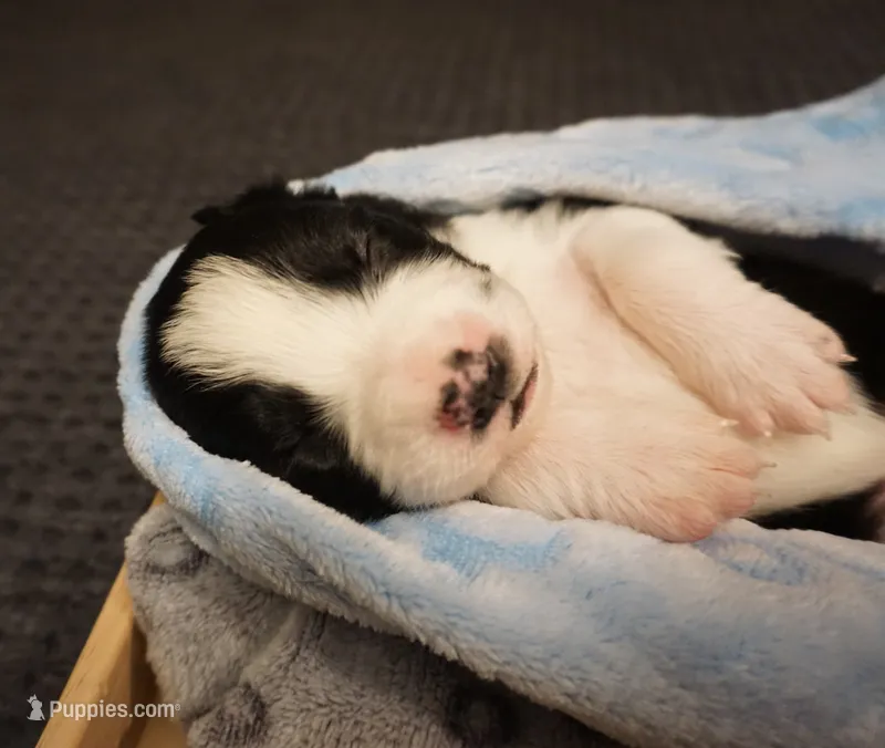 Stripe – Border Collie puppy for sale in Gold Canyon, AZ
