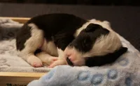 Caterpillar, a male Border Collie for sale in Gold Canyon, AZ – 3 of 4