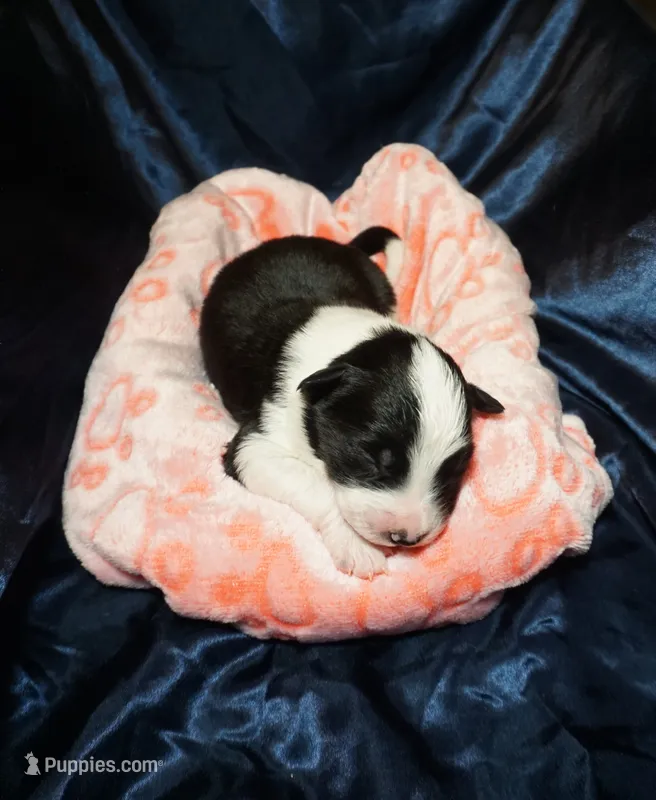 Bailey Junior – Border Collie puppy for sale in Gold Canyon, AZ