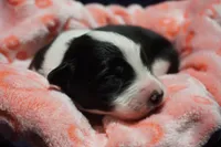 Bailey Junior, a female Border Collie for sale in Gold Canyon, AZ – 3 of 4