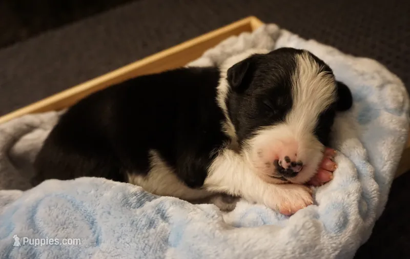 Domino – Border Collie puppy for sale in Gold Canyon, AZ