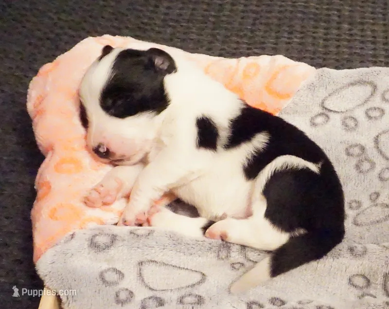 Moo Moo – Border Collie puppy for sale in Gold Canyon, AZ