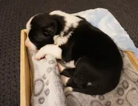 Domino, a male Border Collie for sale in Gold Canyon, AZ – 3 of 4