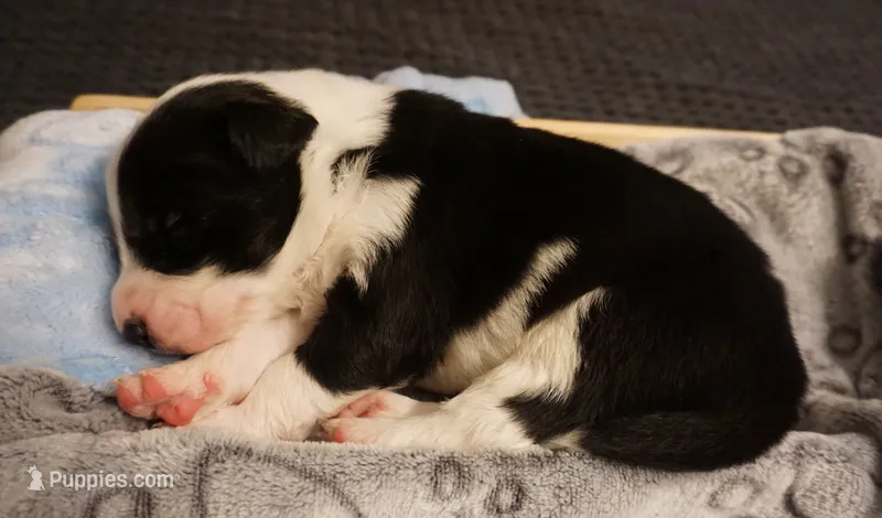 Caterpillar – Border Collie puppy for sale in Gold Canyon, AZ