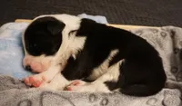 Caterpillar, a male Border Collie for sale in Gold Canyon, AZ – 1 of 4