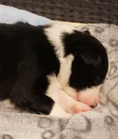 Stripe, a male Border Collie for sale in Gold Canyon, AZ – 3 of 4