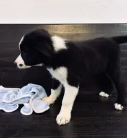 Stripe, a male Border Collie for sale in Gold Canyon, AZ – 4 of 4