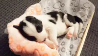 Moo Moo, a female Border Collie for sale in Gold Canyon, AZ – 2 of 4