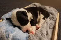 Caterpillar, a male Border Collie for sale in Gold Canyon, AZ – 2 of 4