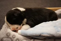 Stripe, a male Border Collie for sale in Gold Canyon, AZ – 2 of 4