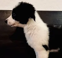 Moo Moo, a female Border Collie for sale in Gold Canyon, AZ – 4 of 4