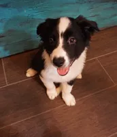 Bailey Junior, a female Border Collie for sale in Gold Canyon, AZ – 4 of 4
