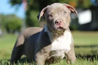 Lilac Tri Male, a male American Bully for sale in Madisonville, KY – 1 of 4
