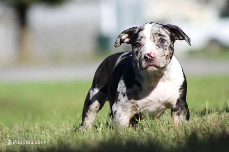 Black Tri Tweed Merle Female – American Bully puppy for sale in Madisonville, KY