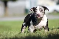 Black Tri Tweed Merle Female, a female American Bully for sale in Madisonville, KY – 1 of 3