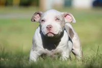 Lilac Tri Merle Male, a male American Bully for sale in Madisonville, KY – 2 of 4