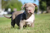 Lilac Tri Male, a male American Bully for sale in Madisonville, KY – 2 of 4